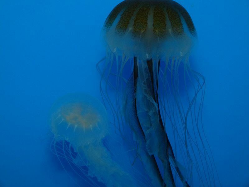 Click to See Next Image