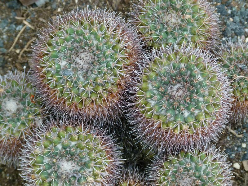 Click to See Next Image