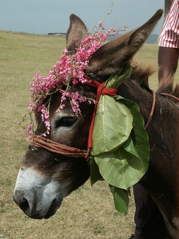 Click to See Next Image