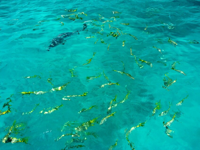 Click to See Next Image