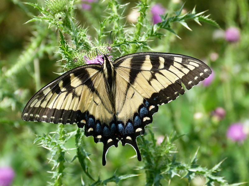 Click to See Next Image