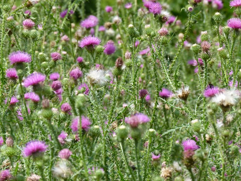 Click to See Next Image