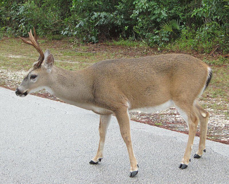 Click to See Next Image