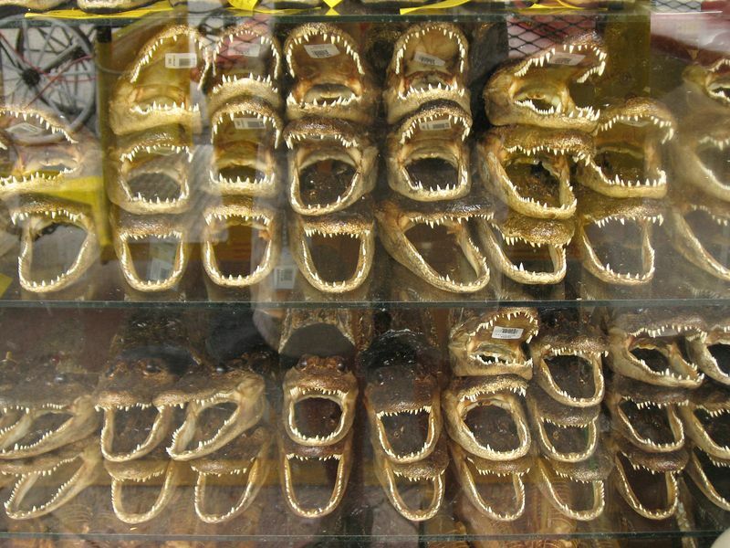 Click to See Next Image