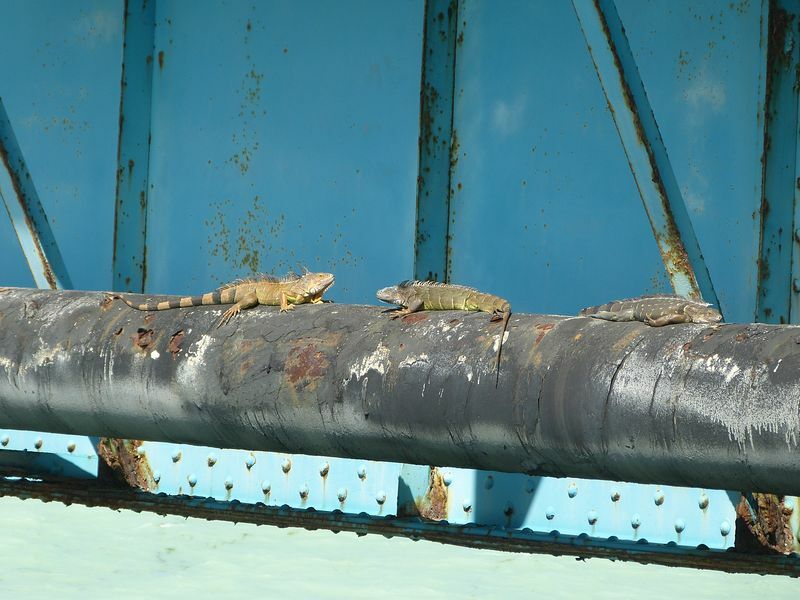 Click to See Next Image