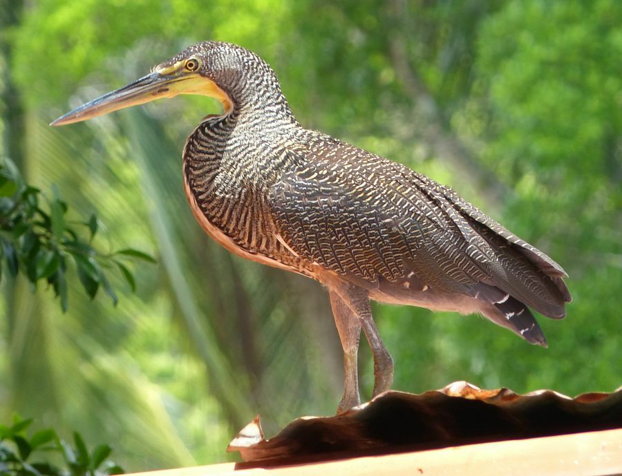 Click to See Next Image