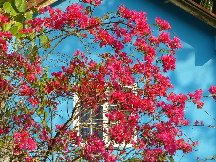 Click to See Next Image