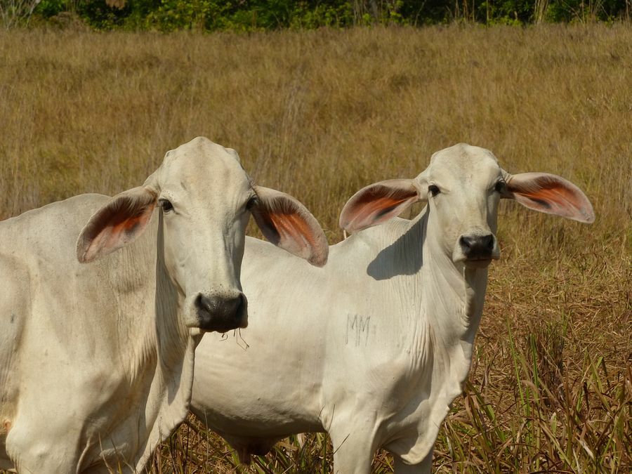 Click to See Next Image