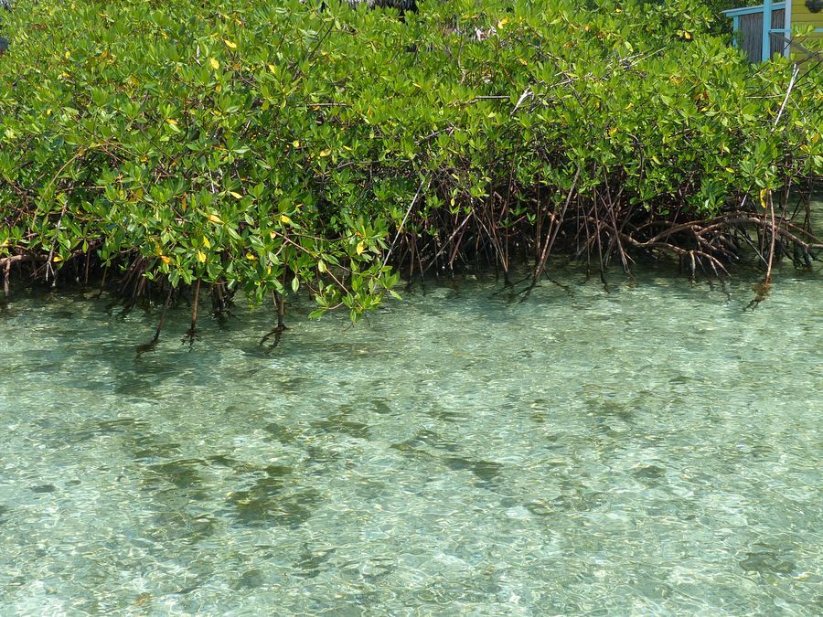 Click to See Next Image