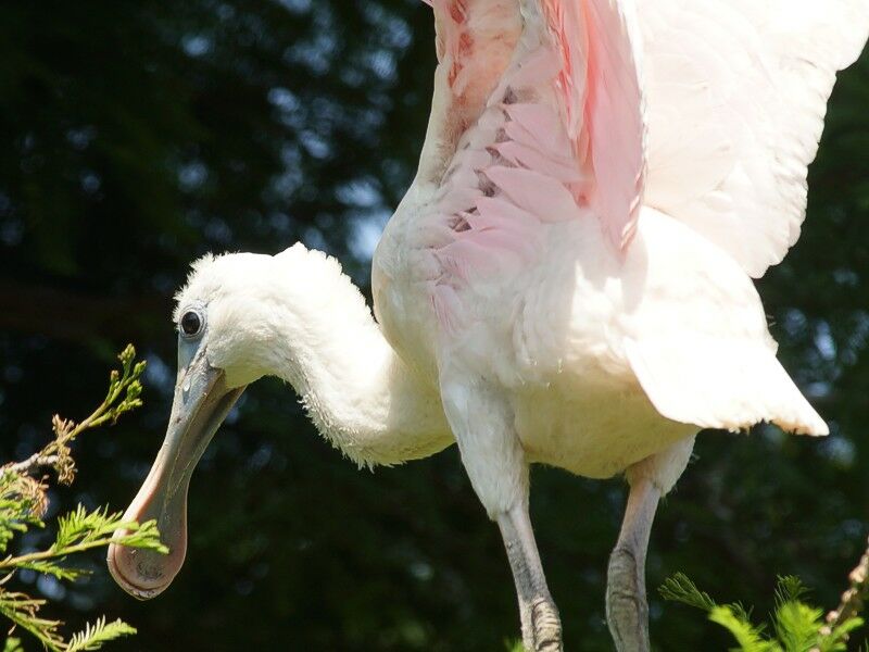 Click to See Next Image