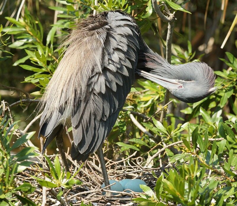 Click to See Next Image