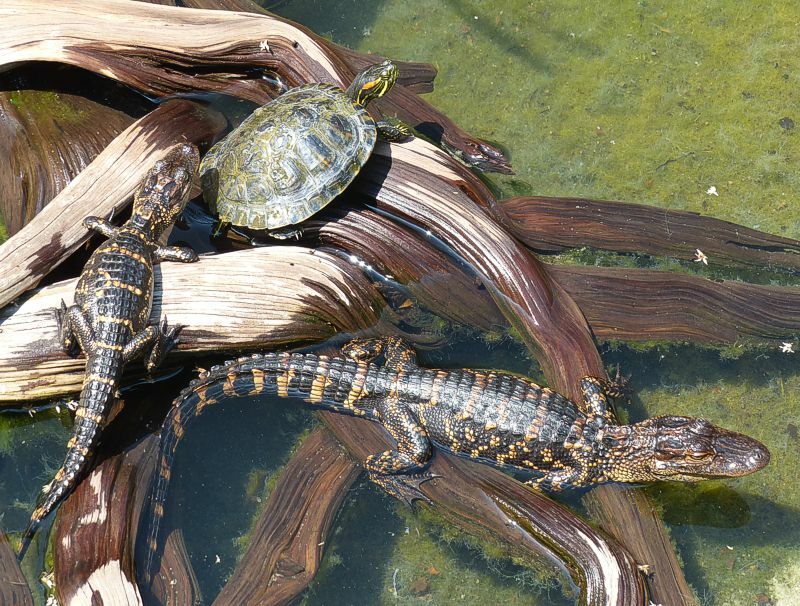 Click to See Next Image