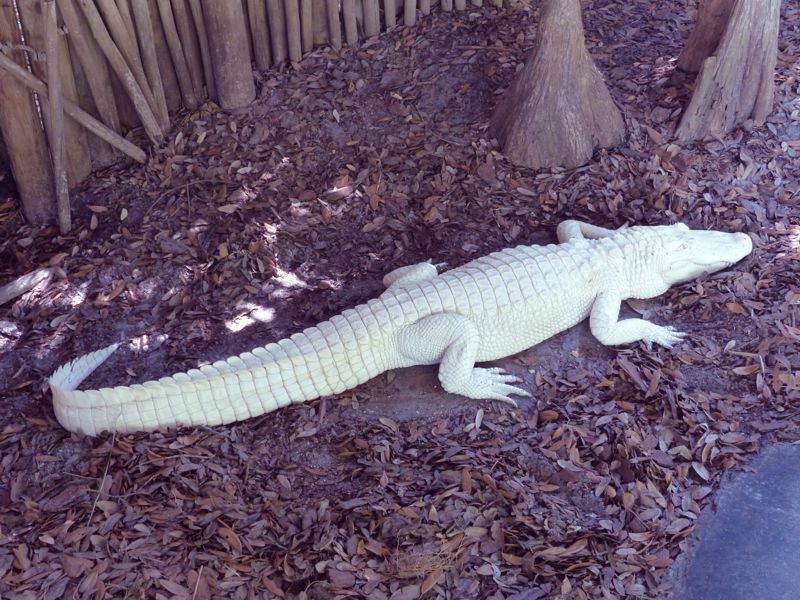 Click to See Next Image