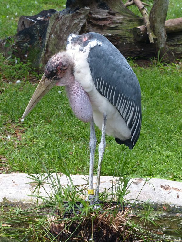 Click to See Next Image