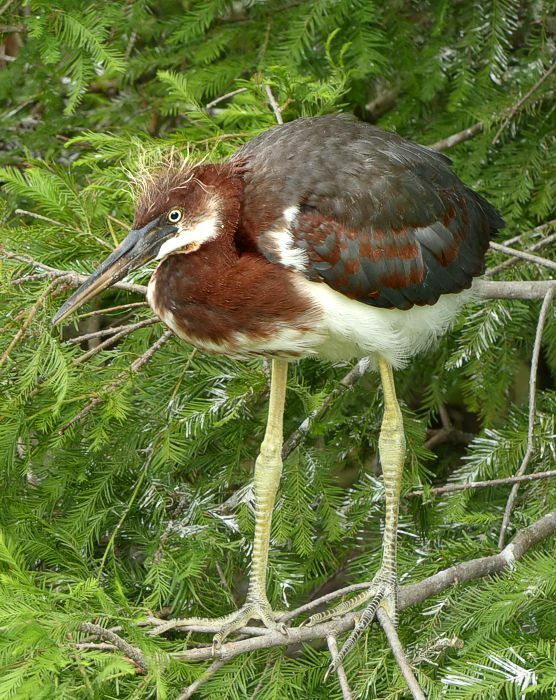 Click to See Next Image