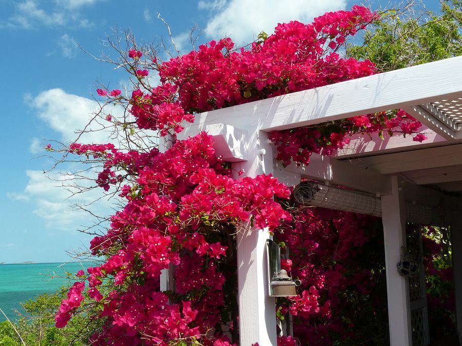 Click to See Next Image