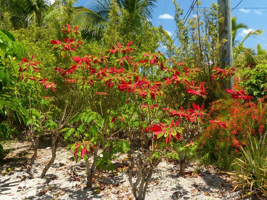 Click to See Next Image