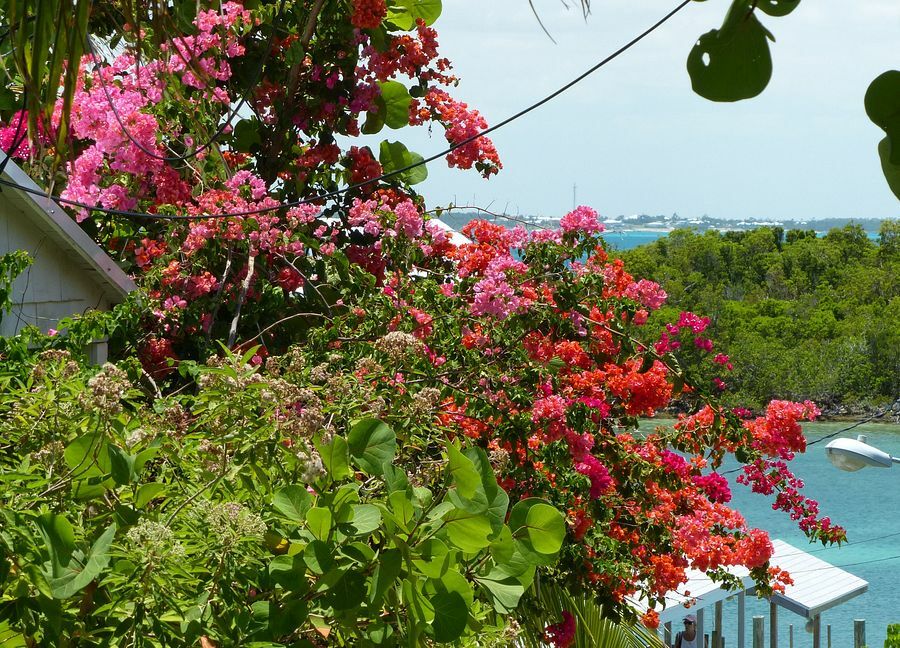 Click to See Next Image