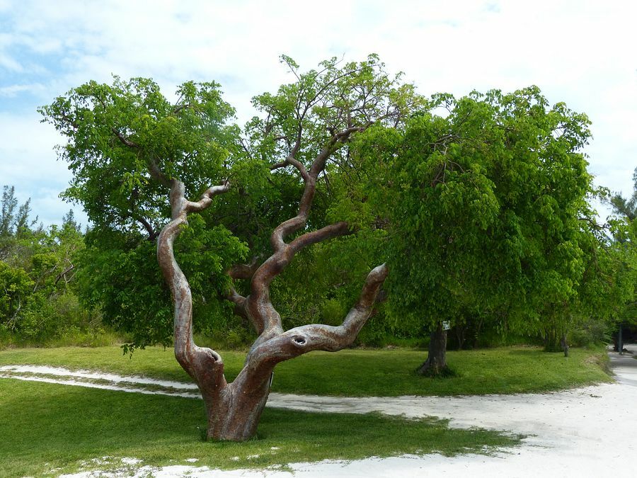 Click to See Next Image