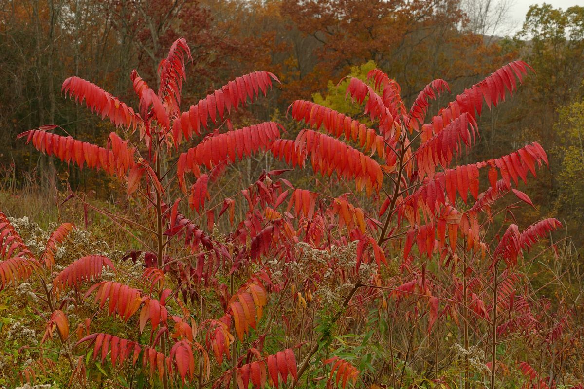 Click to See Next Image