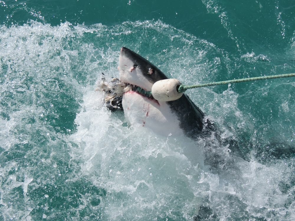 Click to See Next Image