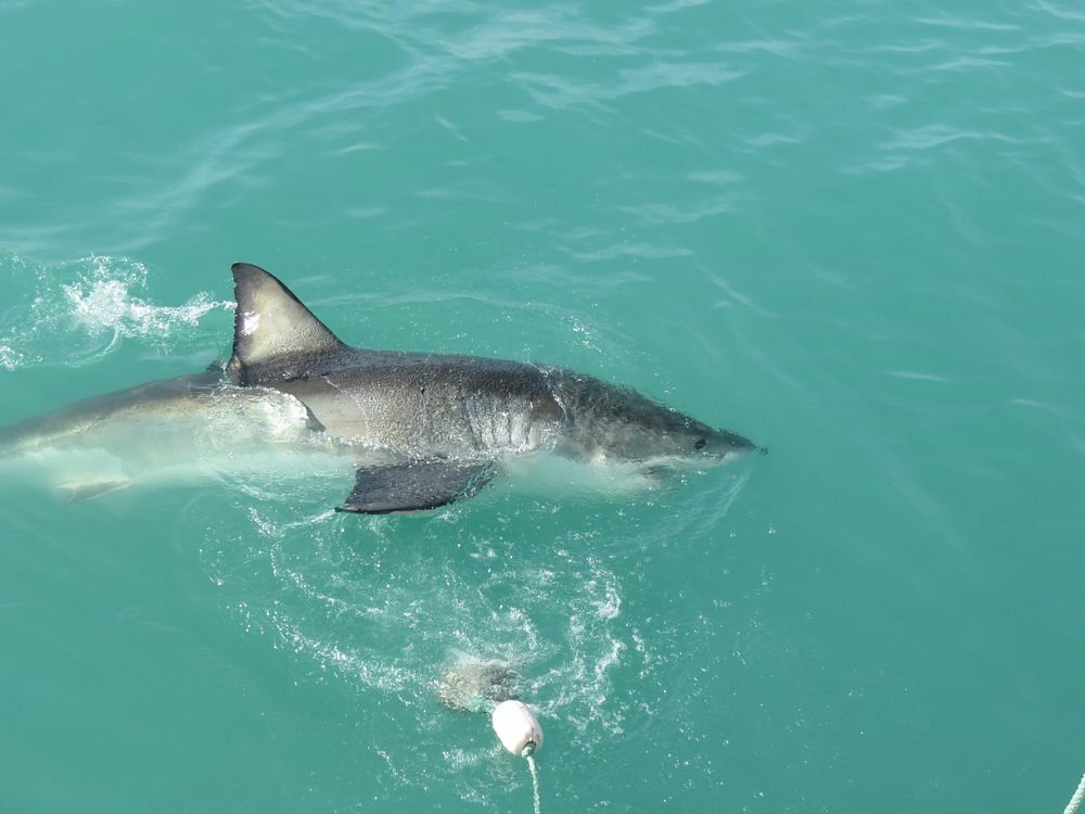 Click to See Next Image