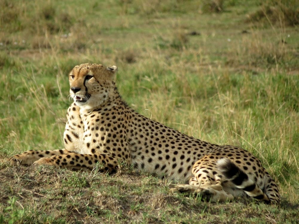 Click to See Next Image