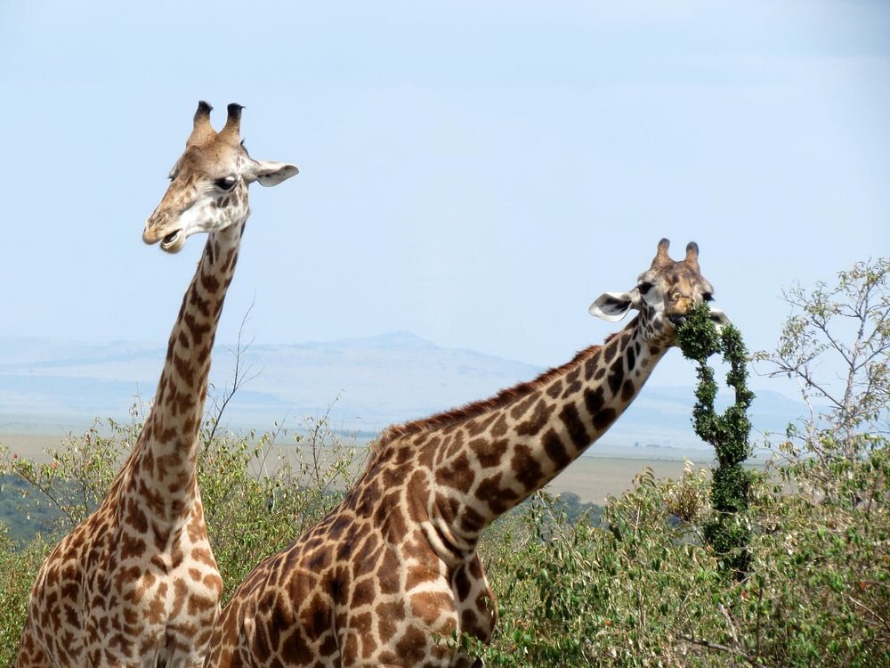 Click to See Next Image