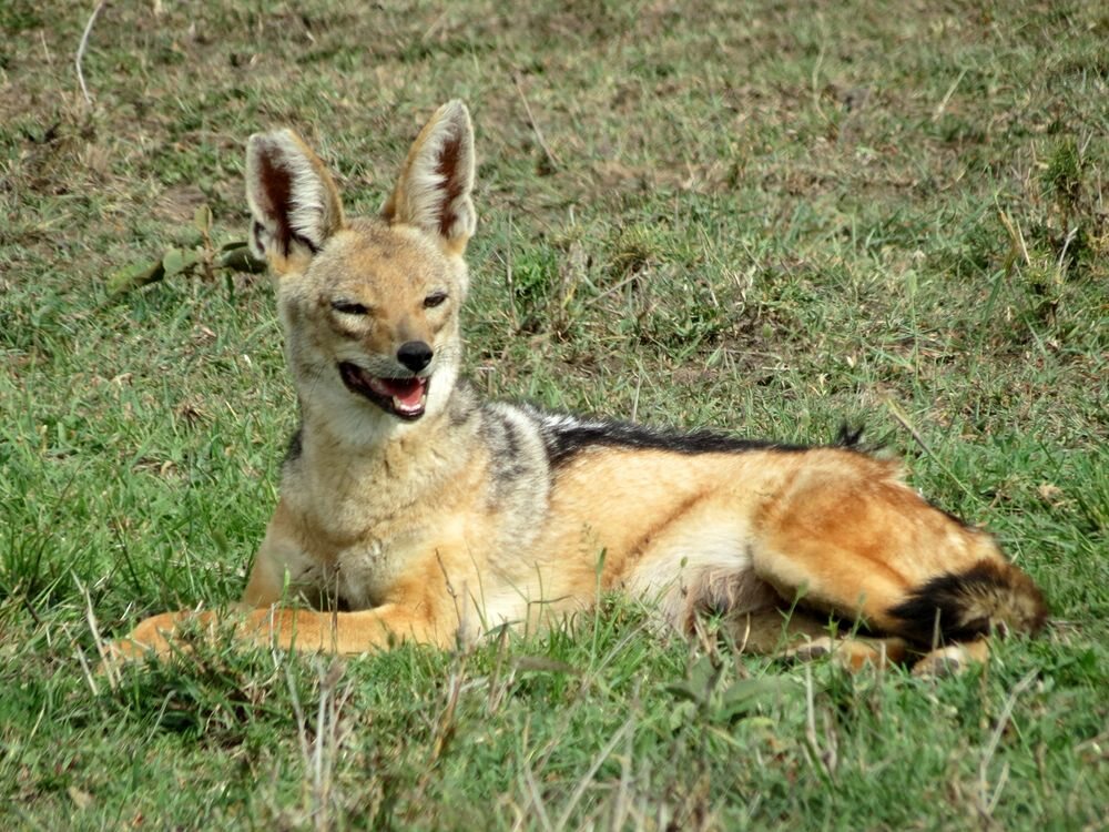 Click to See Next Image