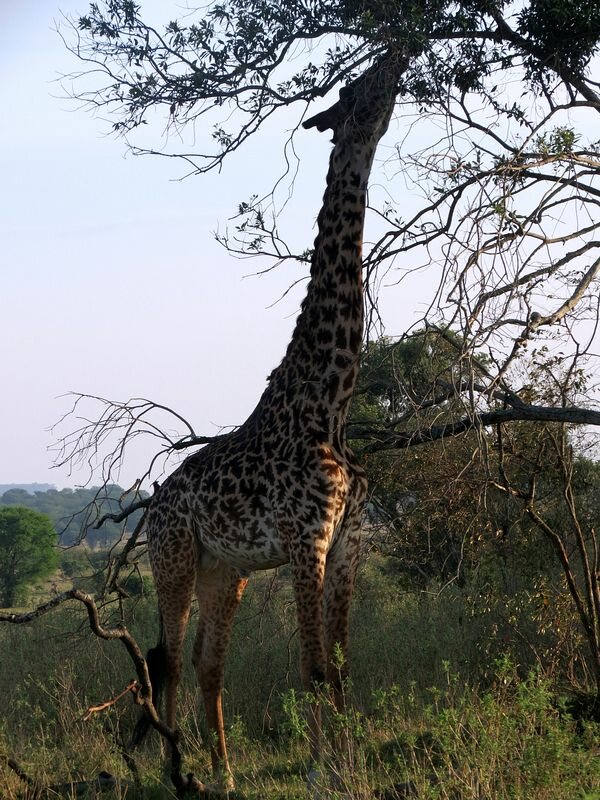 Click to See Next Image