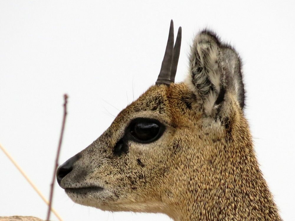 Click to See Next Image