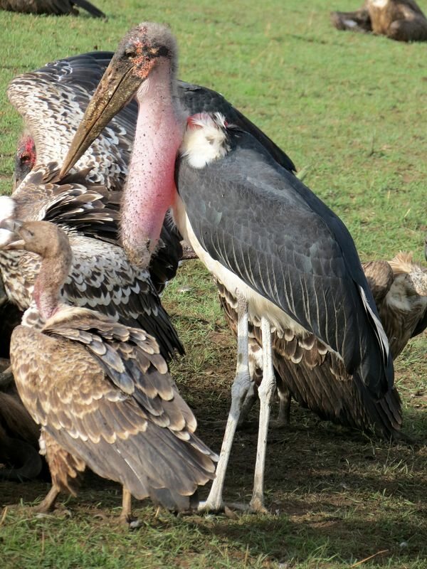 Click to See Next Image