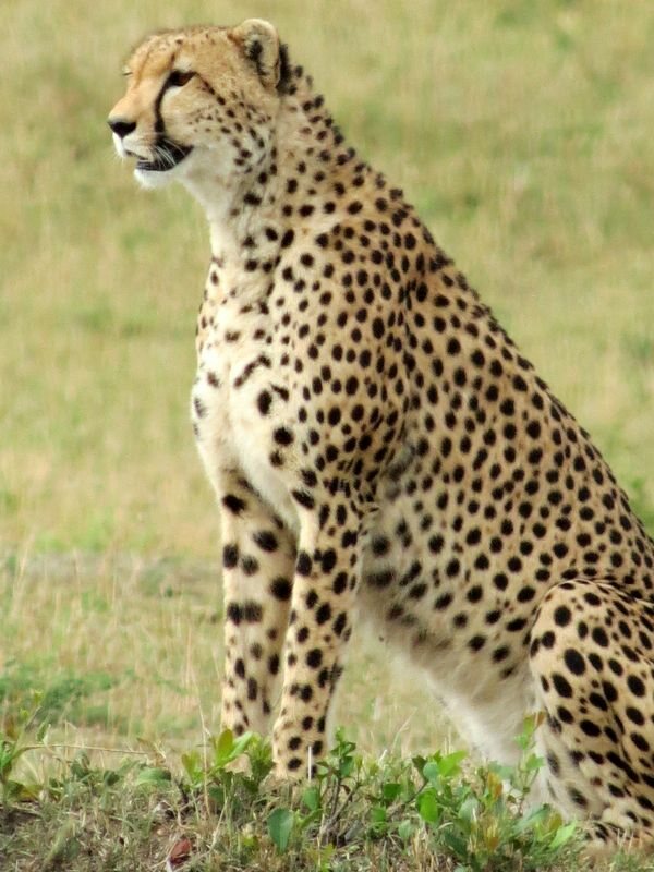 Click to See Next Image