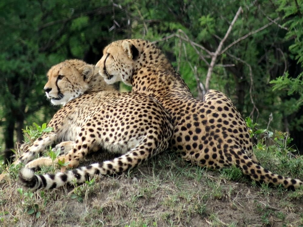 Click to See Next Image