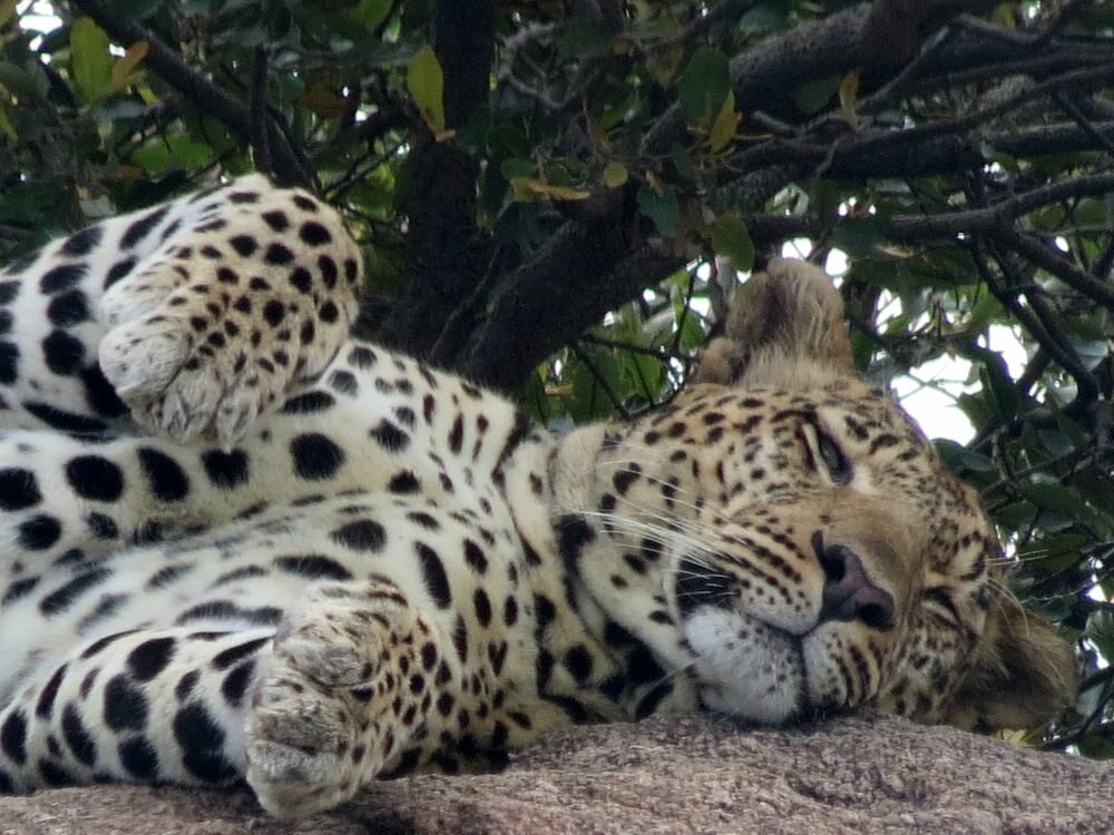 Click to See Next Image