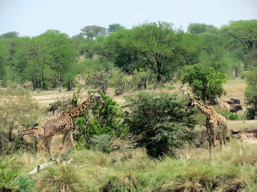 Click to See Next Image