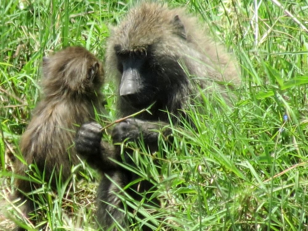 Click to See Next Image