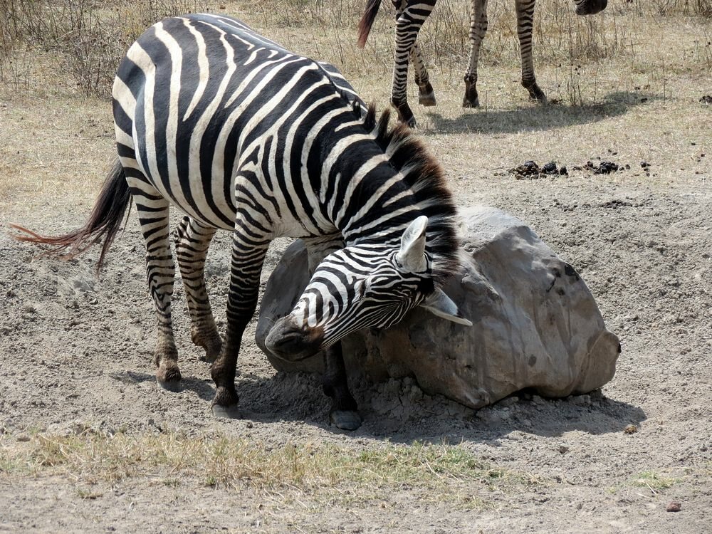 Click to See Next Image