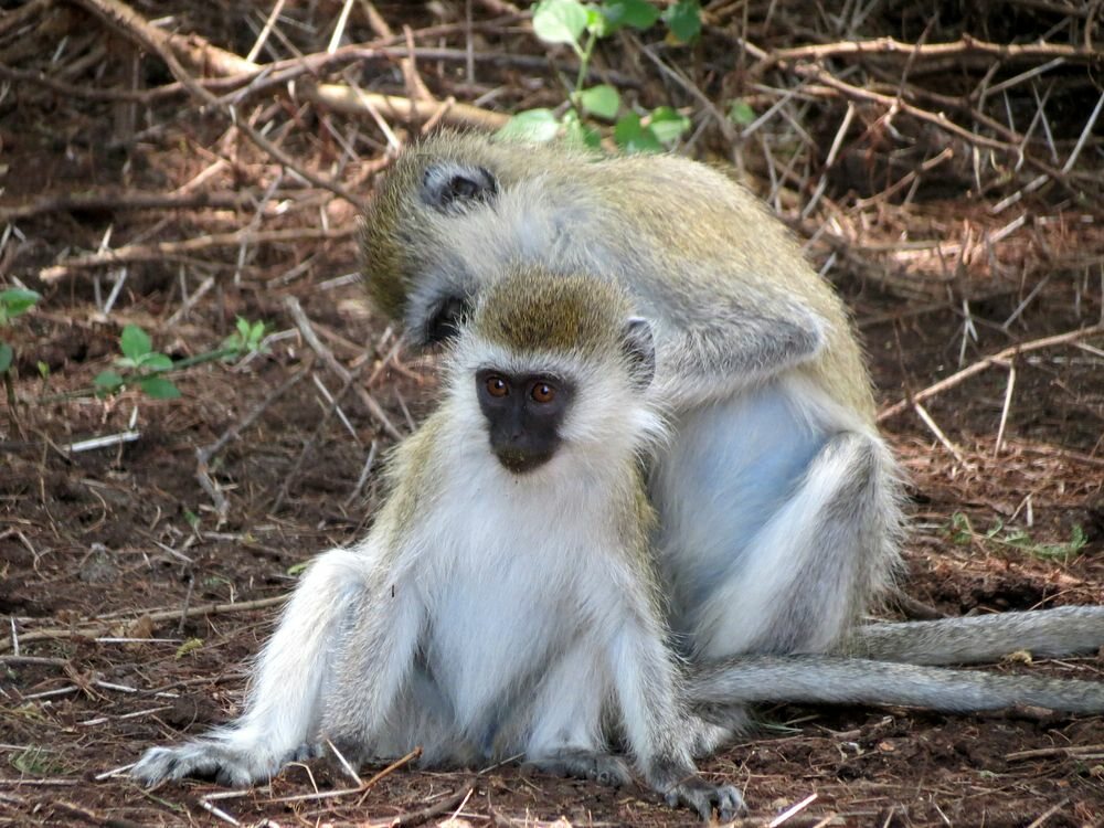 Click to See Next Image