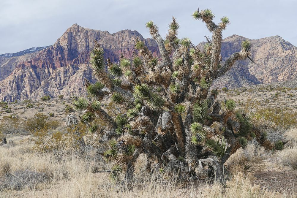 Click to See Next Image