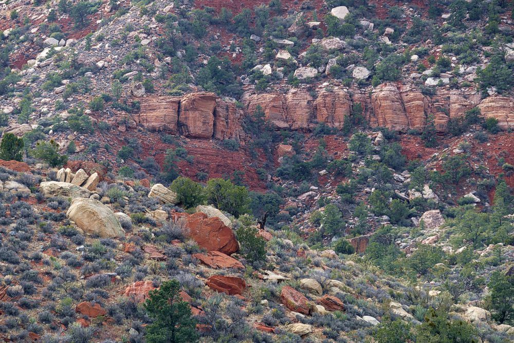 Click to See Next Image