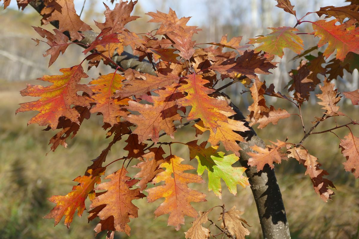 Click to See Next Image