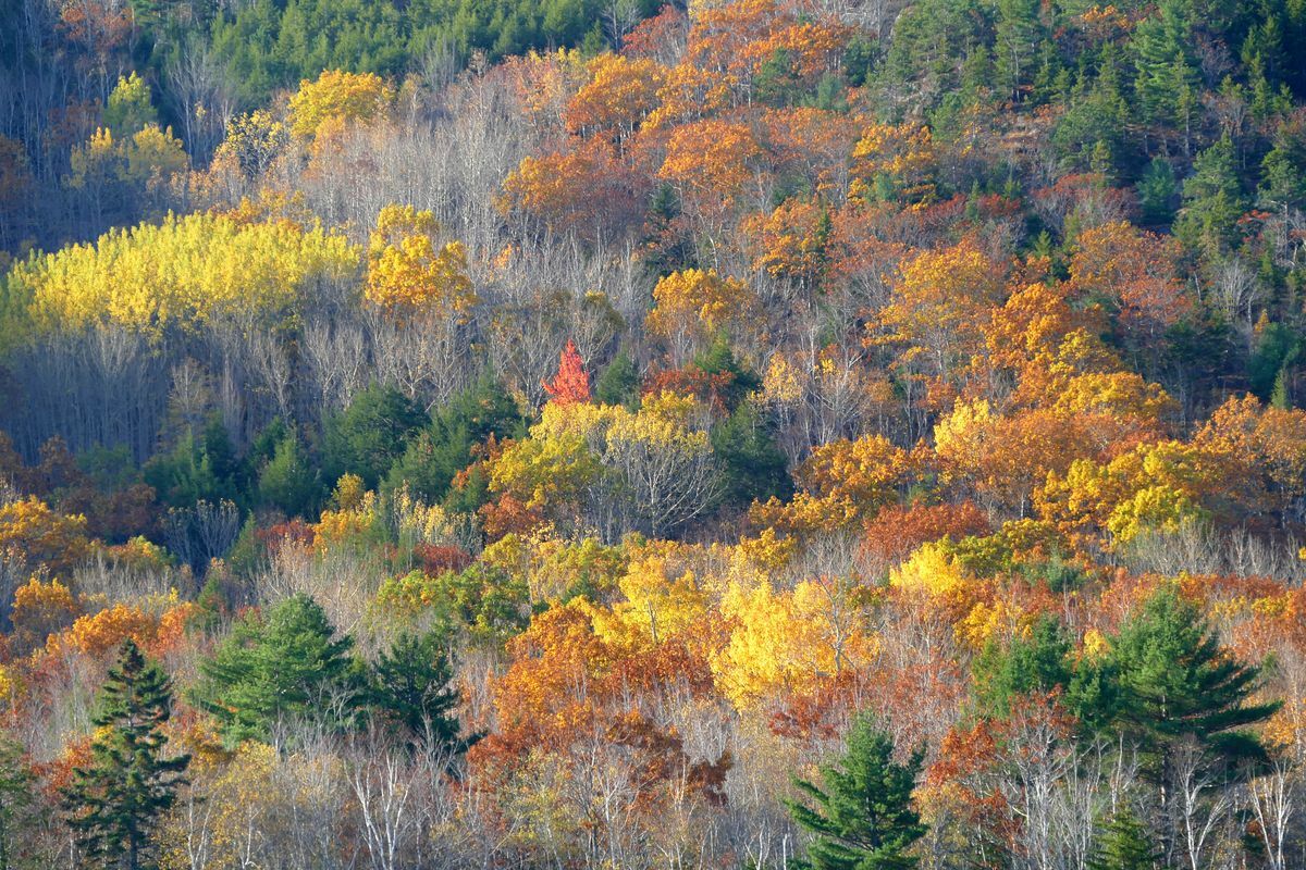 Click to See Next Image