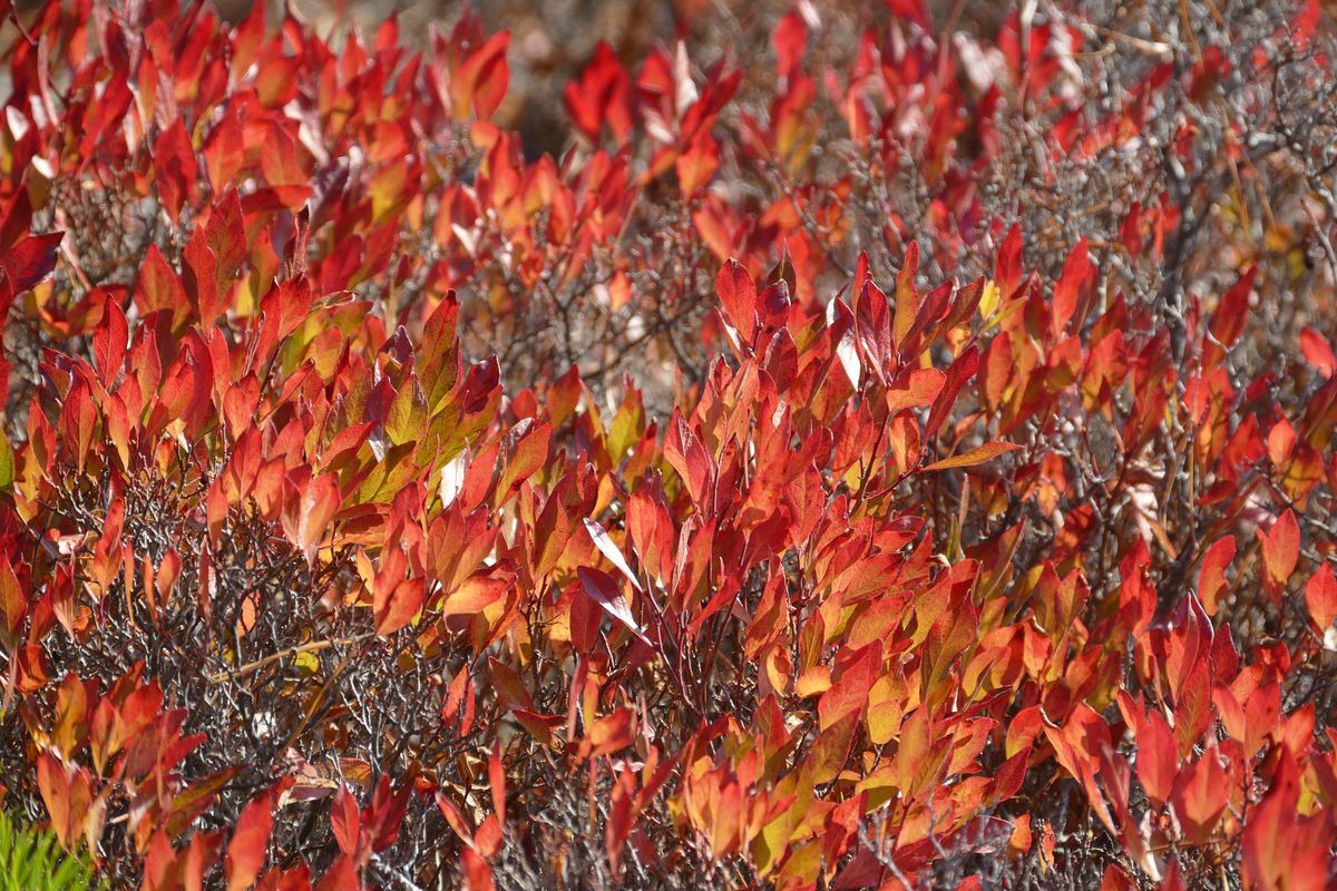 Click to See Next Image