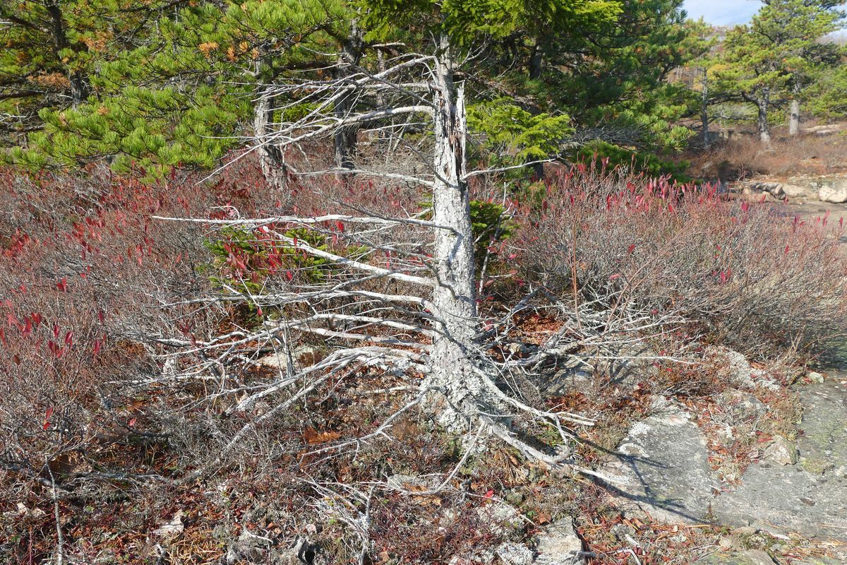 Click to See Next Image