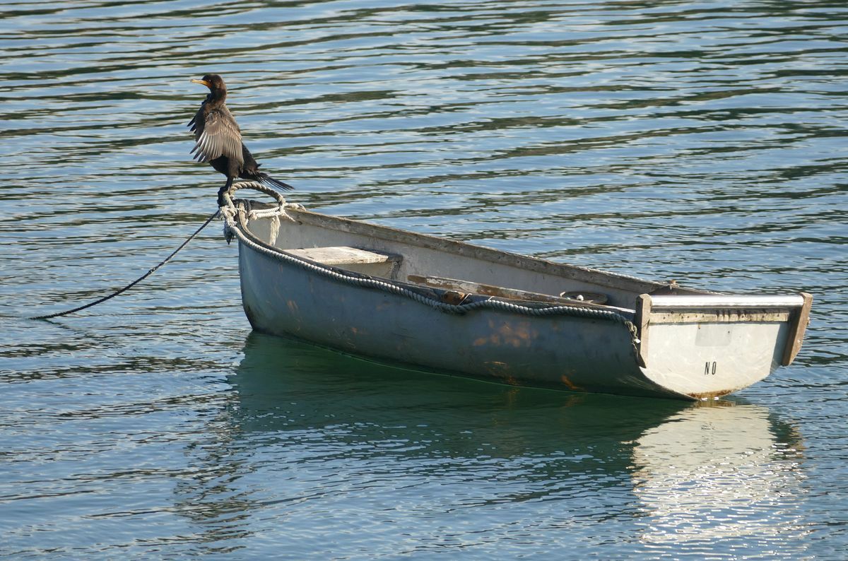 Click to See Next Image