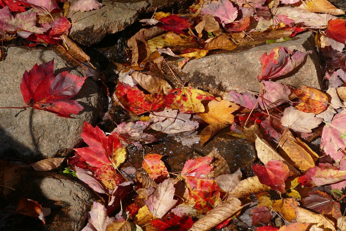 Click to See Next Image