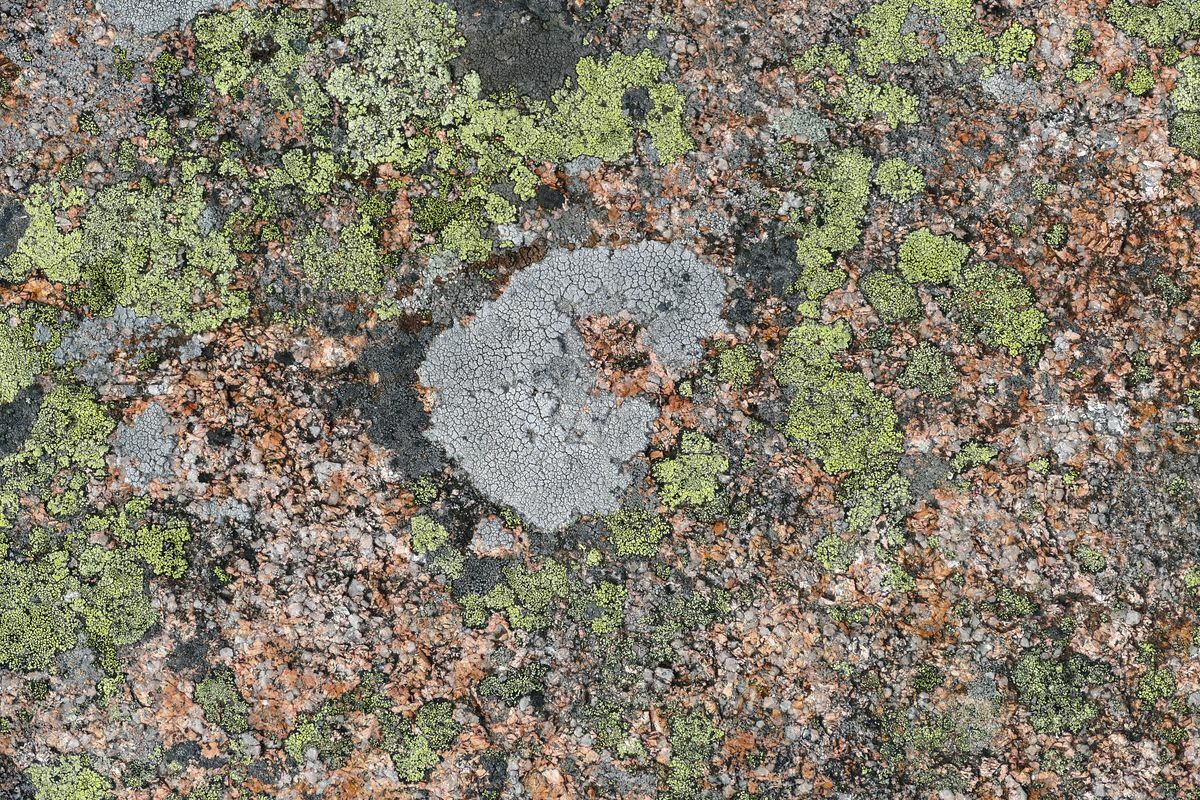 Click to See Next Image