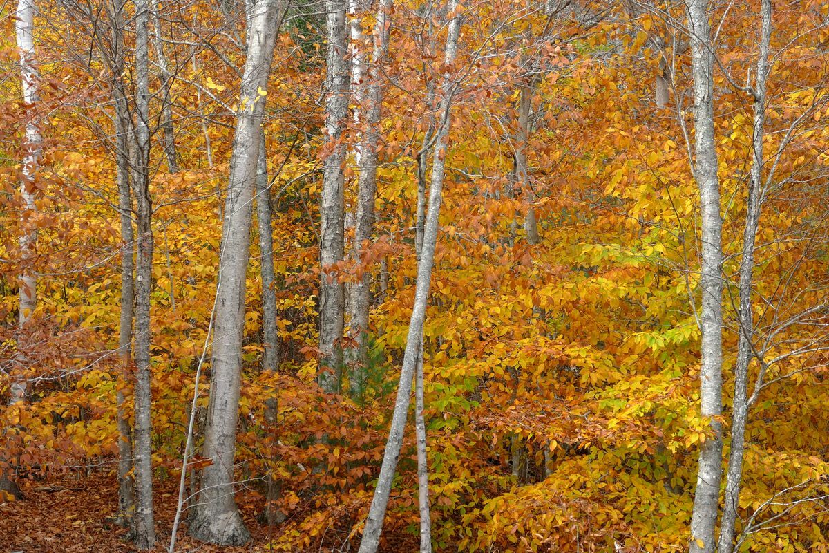 Click to See Next Image