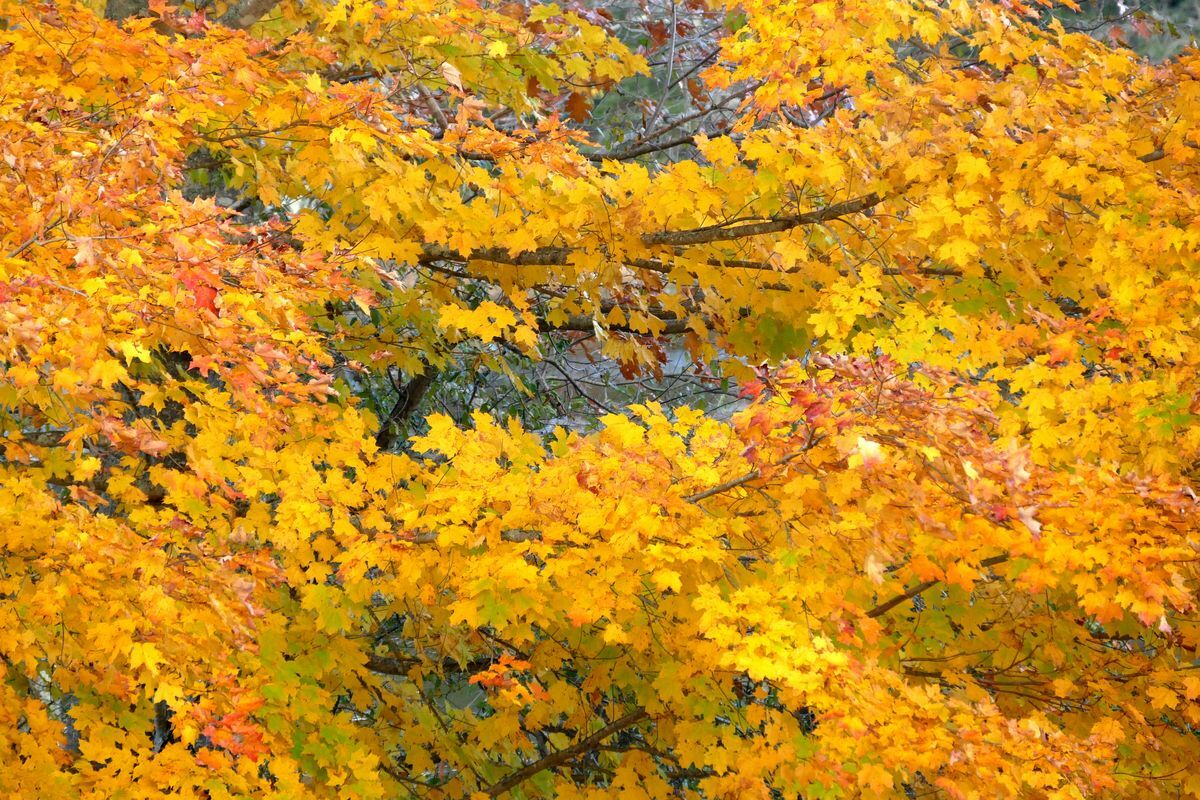 Click to See Next Image